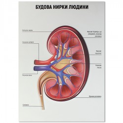 Будова нирки людини (Ціну уточнюйте у менеджера)