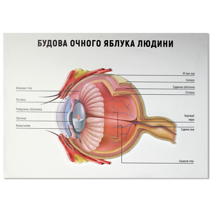 Будова ока людини (Ціну уточнюйте у менеджера)