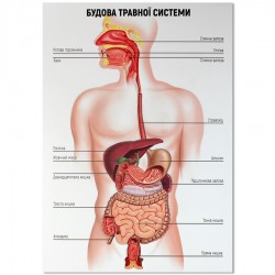 Будова травної системи людини (Ціну уточнюйте у менеджера)